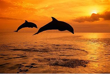 官宣：《黑神话：悟空》PS5实体版由PM Studios发行